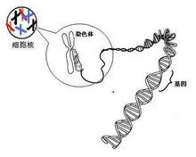 实探核子基因总部：自称创始人父亲为中学教师，正启动IPO_凤凰网