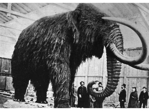 复活灭绝5000年猛犸象肉 做成了“巨型肉丸”——上海热线教育频道