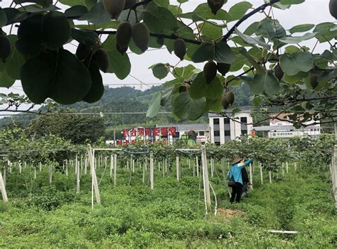 中国猕猴桃产量全球第一，却没有市场竞争力，为啥？_种植