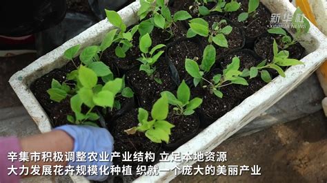 河北辛集：“花经济”助农铺就致富路_凤凰网视频_凤凰网