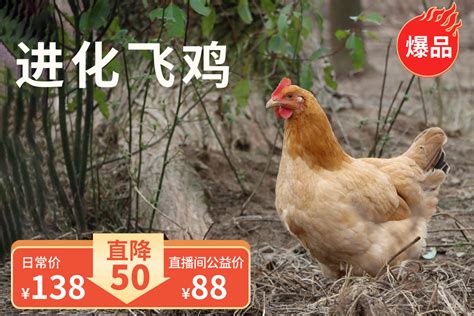 海南文昌鸡母鸡整鸡切块1kg椰子鸡汤新鲜鸡肉土鸡冷冻散养_虎窝淘