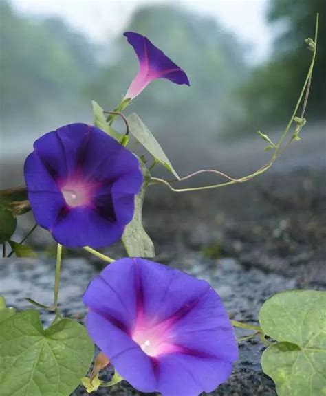 观察一朵紫色喇叭花从播种到开花的过程，一株绽放即美丽你的家-搜狐大视野-搜狐新闻