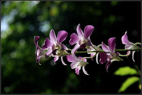 描写紫玉兰花的优美句子（有哪些形容紫玉兰花的诗句） | 幺林灵（100）