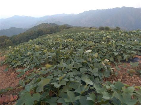 河南省三门峡市卢氏县蔬菜粮油地420亩转让- 聚土网