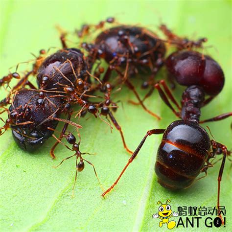全异巨首蚁Pheidologeton diversus盲切叶蚁活体蚂蚁世界工坊科普-淘宝网