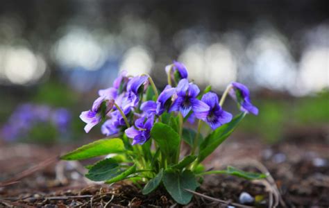 紫花地丁的功效与作用及食用方法,紫花地丁草价格和图片_健康大百科