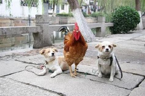 属狗和属鸡相克怎么化解 狗和鸡相害怎么办 -生肖知识-生肖网