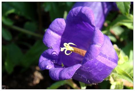 花市买的“风铃花”，花量大花期长，冬天也能开，开成紫色大花球|风铃|风铃花|丹麦_新浪新闻