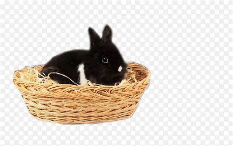 小黑兔快跑攻略图文分享 不怕死的兔子_游戏狗安卓游戏