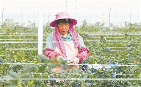 泉州德化：大力扶持果蔬产业-中国福建三农网