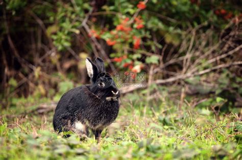 漂亮的黑兔子在高清图片下载-正版图片505514242-摄图网
