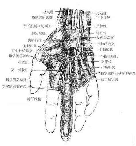手结构图图片