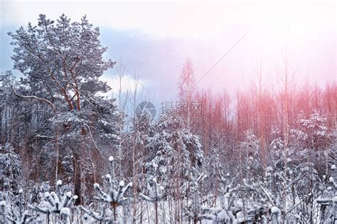 寒冷的森林冬季风景高清图片下载-正版图片504980654-摄图网