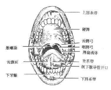 口腔结构图图片