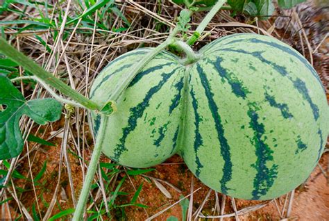 江西抚州一瓜农种瓜30余年 第一次种出并蒂西瓜-荔枝网图片