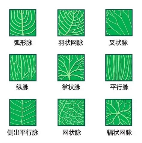 植物形态图解 _www.isenlin.cn