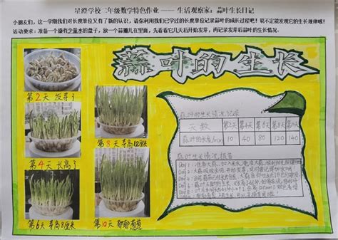 大蒜水培植物生长蒜苗成长观察记10天照片图片素材幼儿园小学-淘宝网