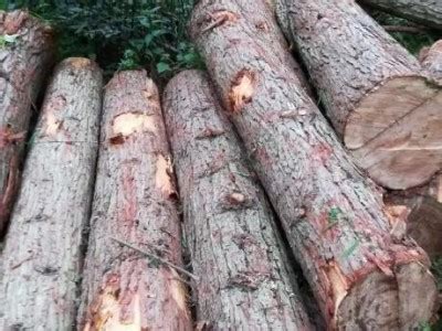供应香杉原木，直径30厘米左右 - 正材网