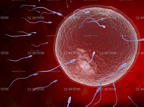 受精的过程与部位 - 男科学 - 天山医学院