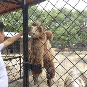 2021武汉野生动物园在哪里-门票价格及优惠政策_旅泊网