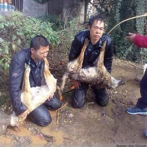 两男子偷狗被捉 村民将其捆绑胸前挂死狗示众10小时（图） - 中国网 • 山东
