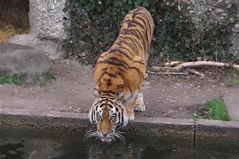 800公斤史上最大的老虎是什么 东北亚巨虎（已经消失）-小狼观天下