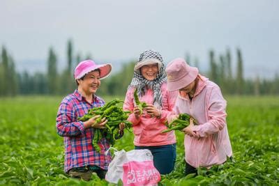 新疆呼图壁：55万亩棉花全面开播-人民图片网