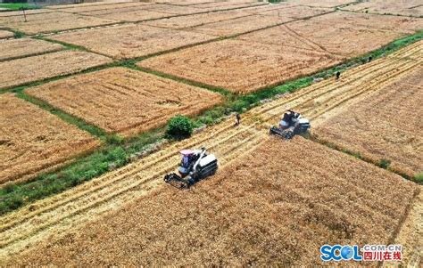 德阳中江38万亩小麦喜获丰收 最高亩产632公斤创全县新纪录_四川在线