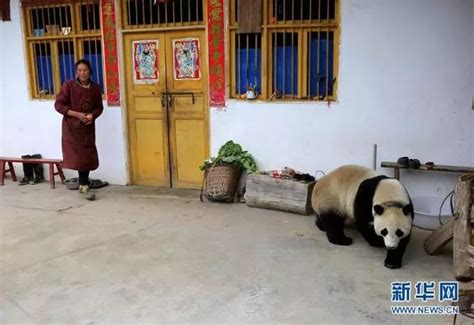 四川目击野生大熊猫下山：啃食村民山羊--中国数字科技馆