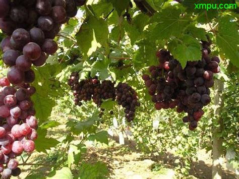 葡萄的种植方法-农百科