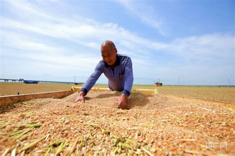 夏收现场丨全国麦收过八成 夏种压茬推进
