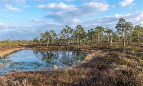 拉脱维亚大凯梅里沼泽的春日蓝天高清图片下载-正版图片504335540-摄图网