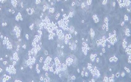 CHO-K1（中国仓鼠卵巢细胞k1 亚克隆系 ） - 安诺伦（武汉）生物科技有限公司