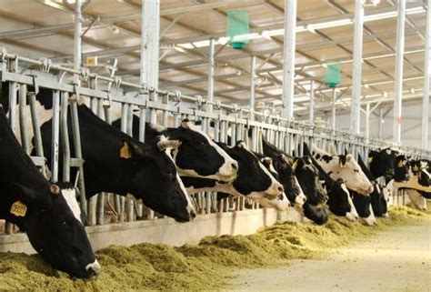 中国畜牧养殖企业排名-新希望集团上榜(农业产业化龙头企业)-排行榜123网