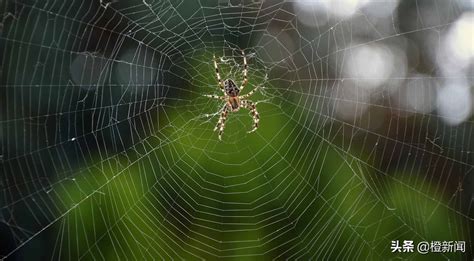 蜘蛛网结构 蜘蛛网结构原理_华夏智能网
