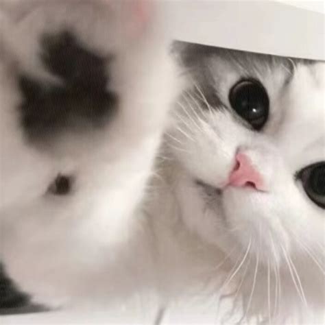 头像温柔猫猫图片女生