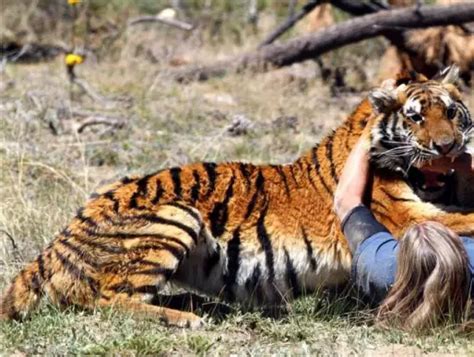 触目惊心！宁波雅戈尔动物园发生老虎伤人事件，老虎被击毙了
