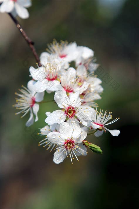 日本樱桃花朵李属初露头角的开花树早期春天-包图企业站