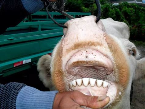 北京大学口腔医院