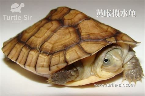 石金钱龟图片