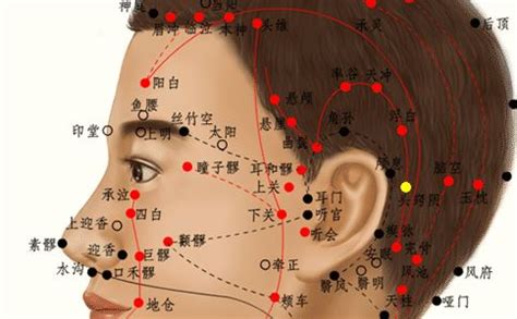 会阴穴位图图片