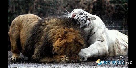 老虎和狮子谁厉害_老虎和狮子打架视频_淘宝助理