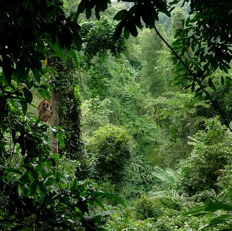 世界雨林日 | 海南多措并举加强热带雨林国家公园生物多样性保护_社会热点_社会频道_云南网