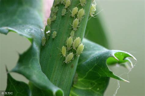 蚜虫特效药，防治蚜虫的特效药有哪些|admin_人人点