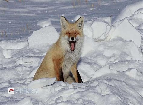 狐狸“跳雪”见过没？腾空跃起一米高，一头扎进雪地