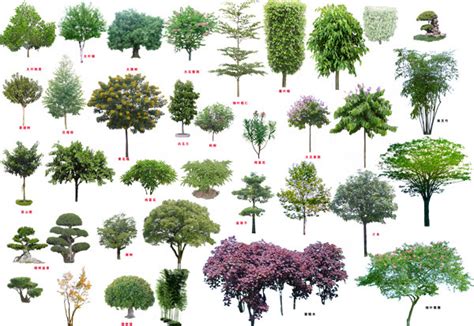 树的名称及图片,常见树木的名称及图片,小区树种图片及名称_大山谷图库