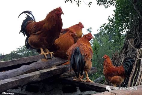农村养鸡 养鸡技术养鸡场需要注意的十三大注意事项 - 知乎