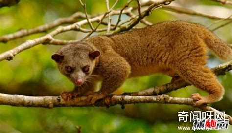 亚马逊热带雨林10种最危险的动物！