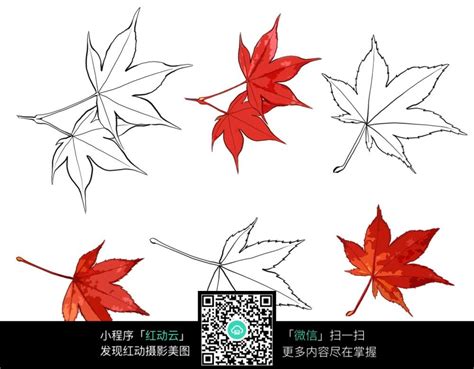 手绘红色枫叶与线描枫叶图片免费下载_红动中国