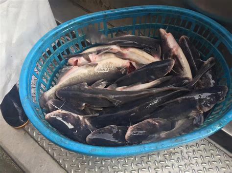 德州观赏鱼市场签个到 - 黄金达摩鱼 - 广州观赏鱼批发市场